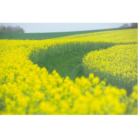 ШЕРПА